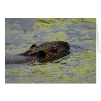 Cartão de Visita "Nadação Nutria"