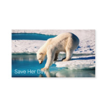 Natureza de Inspiração Azul Azul do Urso Polar Fot