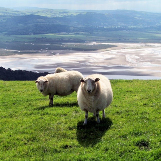CARTÃO DE VISITA OVINO DE MONTANHA DE WELSH (Criador carregado)
