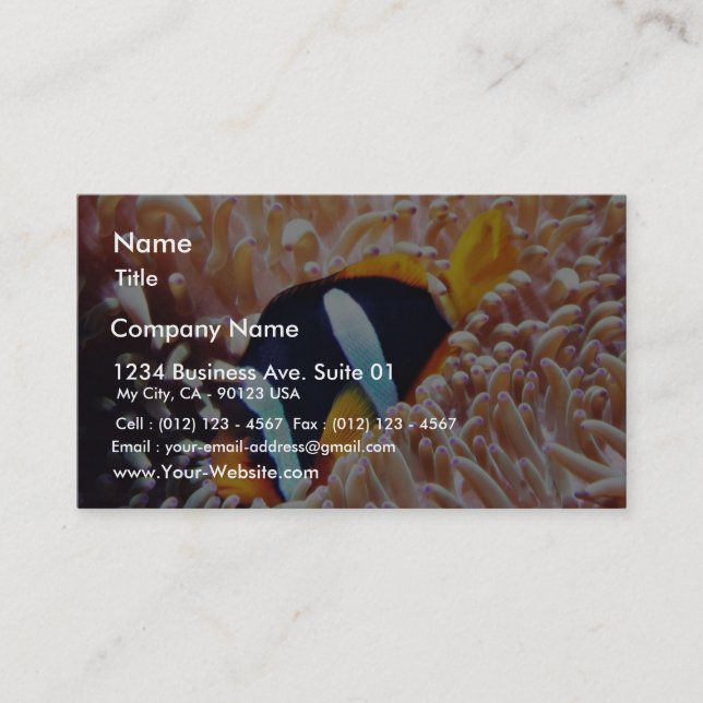 Cartão De Visita Peixes tropicais dos peixes do palhaço (Frente)