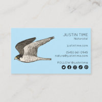 Peregrine Falcon Naturalist Guide Birdwatch
