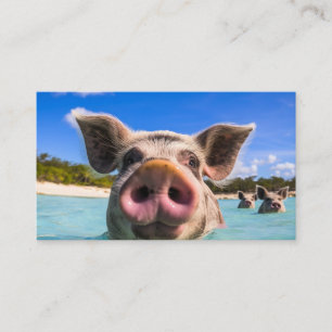 Cartão De Visita Porco Nadador Fofo Exuma Bahamas