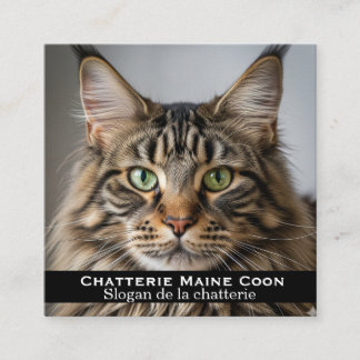 Cartão De Visita Quadrado Carte de visite personnalisée Chatterie Maine Coon