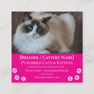 Cartão De Visita Quadrado Criador de Gatos Personalizáveis da Cattery Ragdol