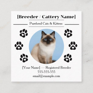 Cartão De Visita Quadrado Criador de Gatos Personalizáveis de Cattery Ragdol