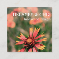 Foto rosa Daisy Landscaper Garden Wildflower