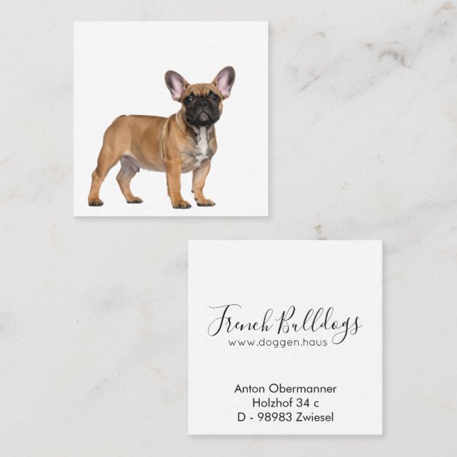 Cartão De Visita Quadrado French Bulldogs  Square Business Card (Frente/Verso)