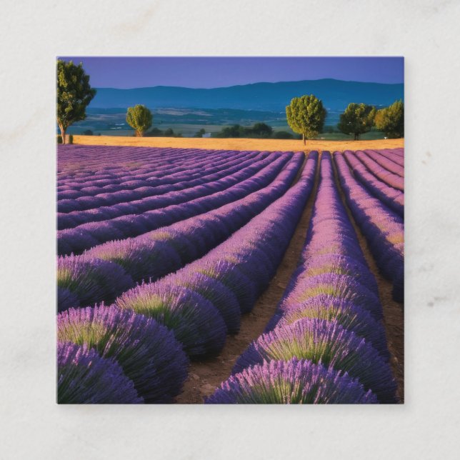 Cartão De Visita Quadrado Natureza lavanda no exterior Paisagem pacífica (Frente)