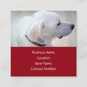 Cartão De Visita Quadrado Perfil de Cachorro Mistura de Labrador Branco Fofo