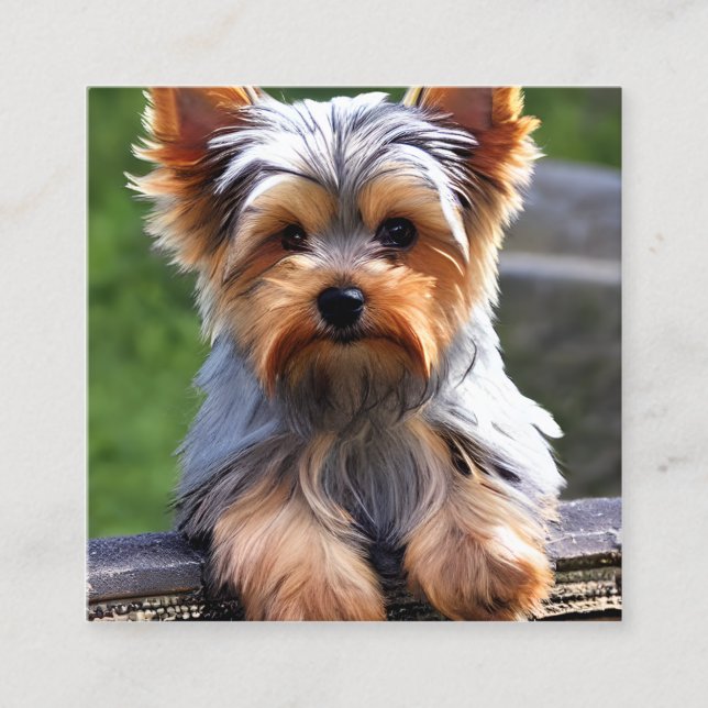 Cartão De Visita Quadrado Yorkshire Terriers, ou "Yorkies" como são afeminad (Frente)