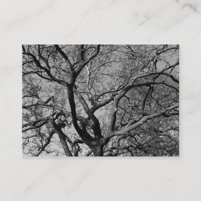 Cartão De Visita Ramificações da Magnolia na Primavera precoce (Frente)