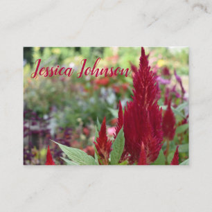 Cartão De Visita Red Celosia Fllower Floral Nature Garden Fotografi