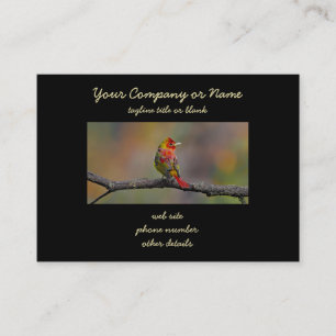 Cartão De Visita Scarlet Tanager Molting - Fotografia original