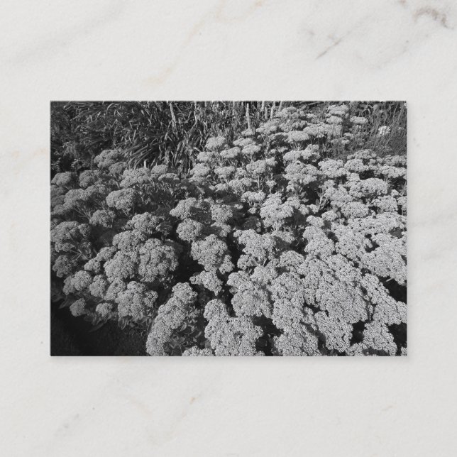 Cartão De Visita Sedum "Autumn Joy" (Frente)