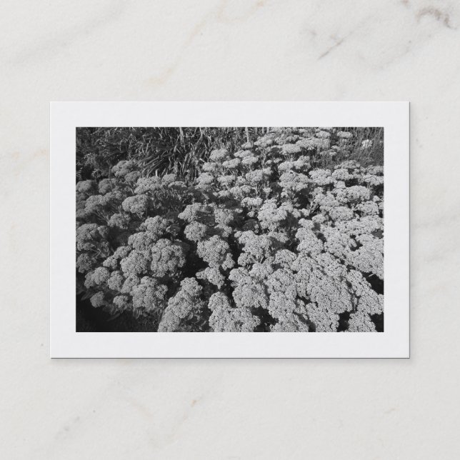 Cartão De Visita Sedum "Autumn Joy" (emprestado) (Frente)