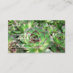 Cartão De Visita Succulents
