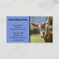 Toggenburg Dairy Goat Kid