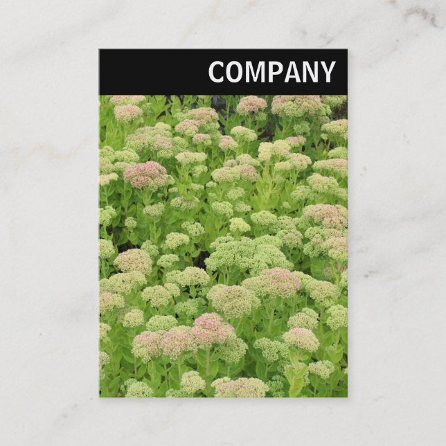 Cartão De Visita V Cabeçalho - Sedum (Alegria de outono) (Frente)