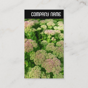 Cartão De Visita V Cabeçalho - Sedum "Autumn Joy"