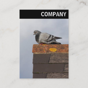 Cartão De Visita V Header - Boas Manhã Pombo