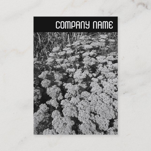 Cartão De Visita V Header - Sedum "Autumn Joy" (Frente)