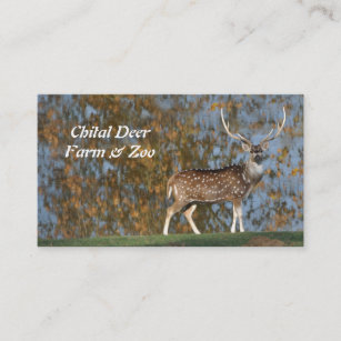 Cartão De Visita Veado chital manchado dos cervos por um lago