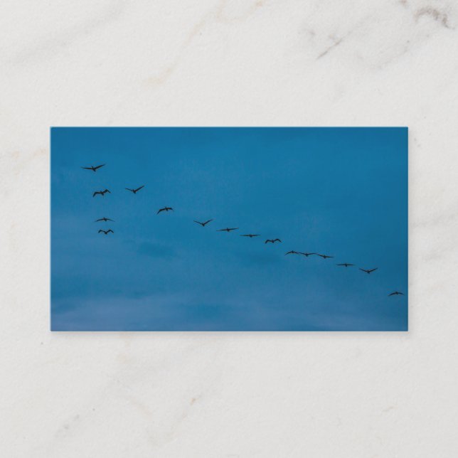 Cartão De Visita Verão de 2019 Gaivotas à procura de comida (Frente)