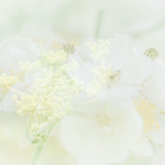 Cartão De Visita Visitekaartje conheceu macro bloeme design