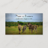 Zebras Africanas em Contexto Natural