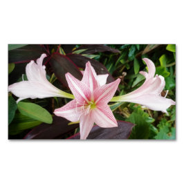 Cartão De Visitas Magnético Planta Flor Amaryllis No Jardim