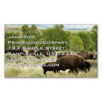 Wyoming Bison Nature