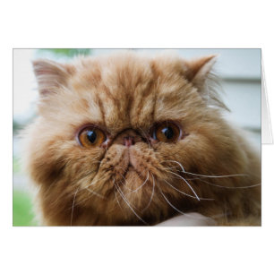 Cartão De Wilford fim acima e pessoal