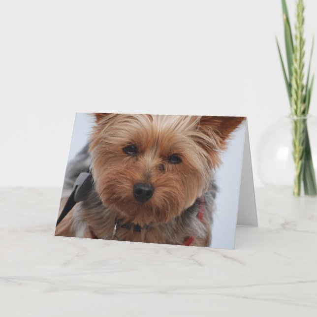 Cartão de Yorkie (Frente)