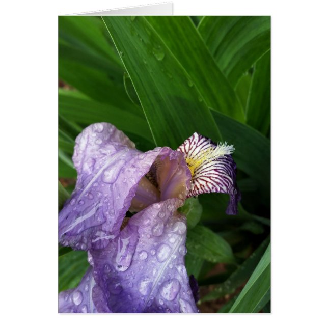 Cartão debaixo da chuva (Frente)