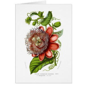 Cartão Decaisneana dos quadrangularis do Passiflora