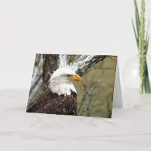 Decorah North Eagles: A Lua do Beaver