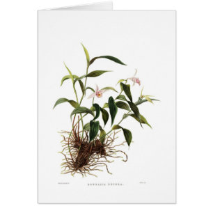 Cartão Decoros do Sobralia