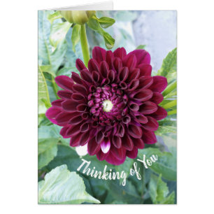 Cartão Deep Purple Dahlia Flower Pensando em você