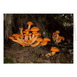 Cartão Deep Woods Trove