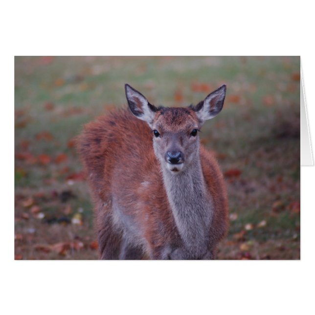 Cartão Deer (Frente horizontal)