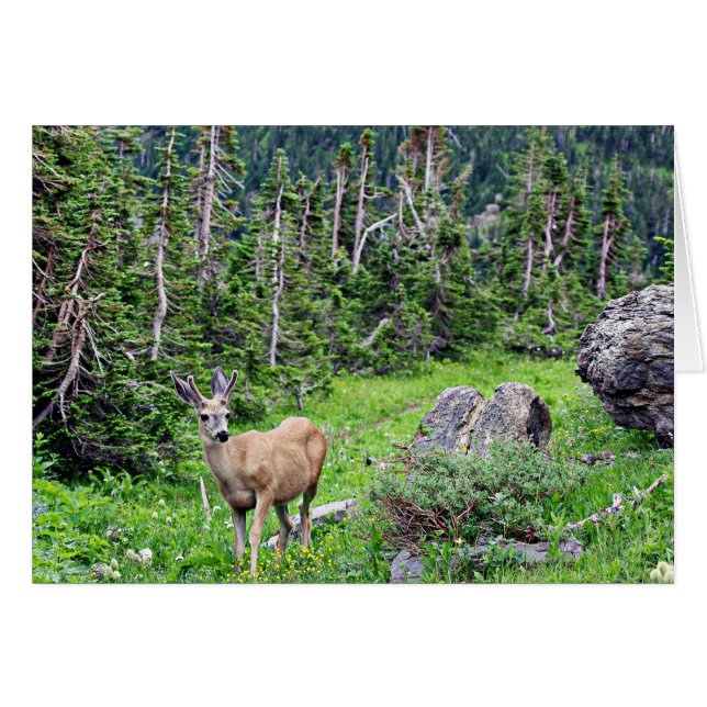 Cartão Deer (Frente Horizontal)