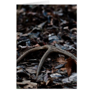 Cartão Deer Antler 01