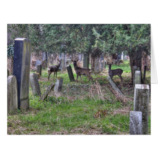 Cartão Deer At Zentralfriedhof (Frente horizontal)