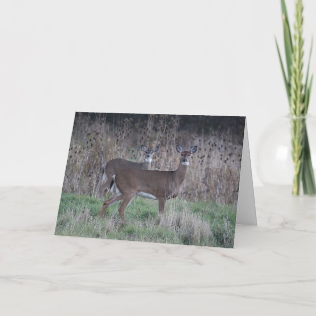 Cartão Deer greeting card (Frente)