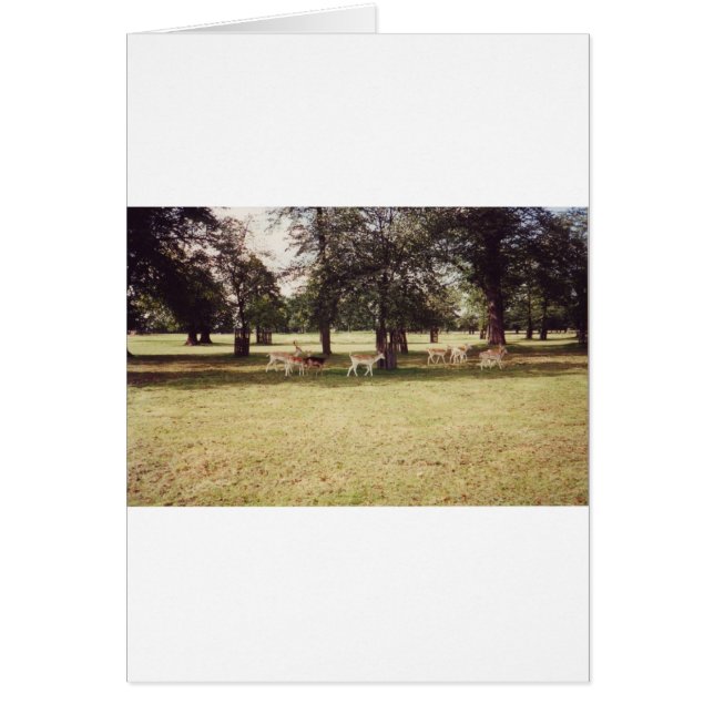 Cartão Deer in Richmond Park (Frente)