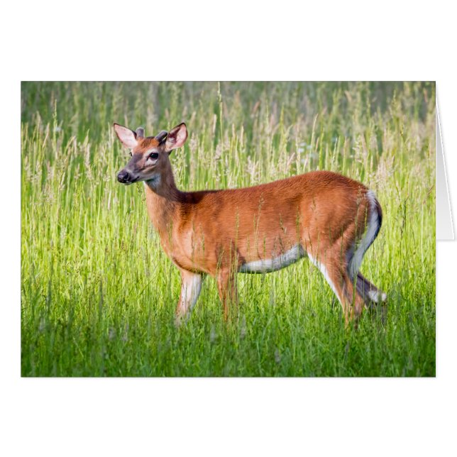 Cartão Deer In Tall Grass (Frente Horizontal)