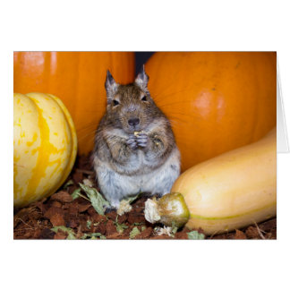 Cartão Degu com Pumpkin & Squash
