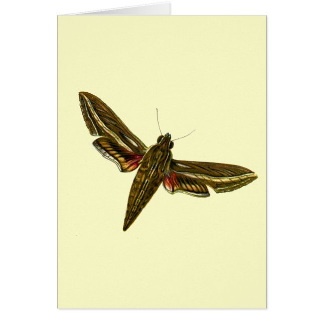 Cartão Deilephila celerio - Vine Hawk-Moth (Frente)