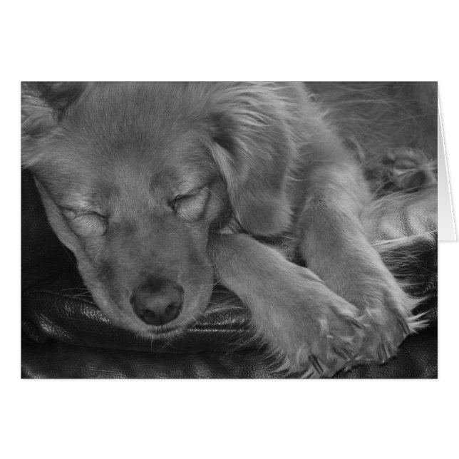 Cartão Deixe Cachorros Dormindo! (Frente Horizontal)