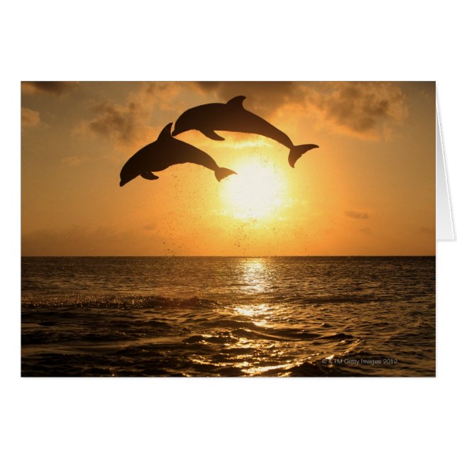 Cartão Delfin 3 (Frente Horizontal)